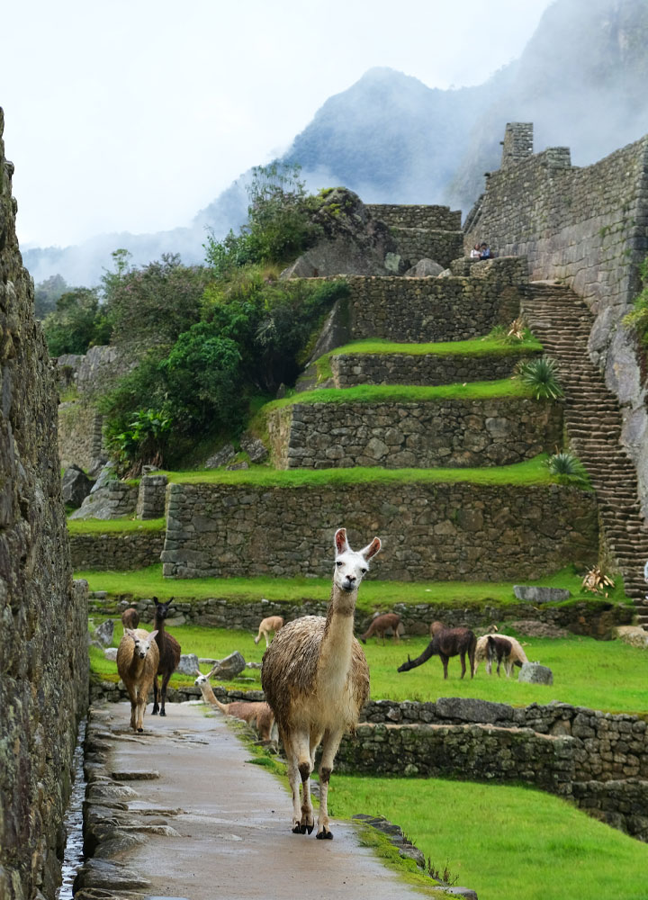 peru, macchu picchu e lama insieme ai turisti