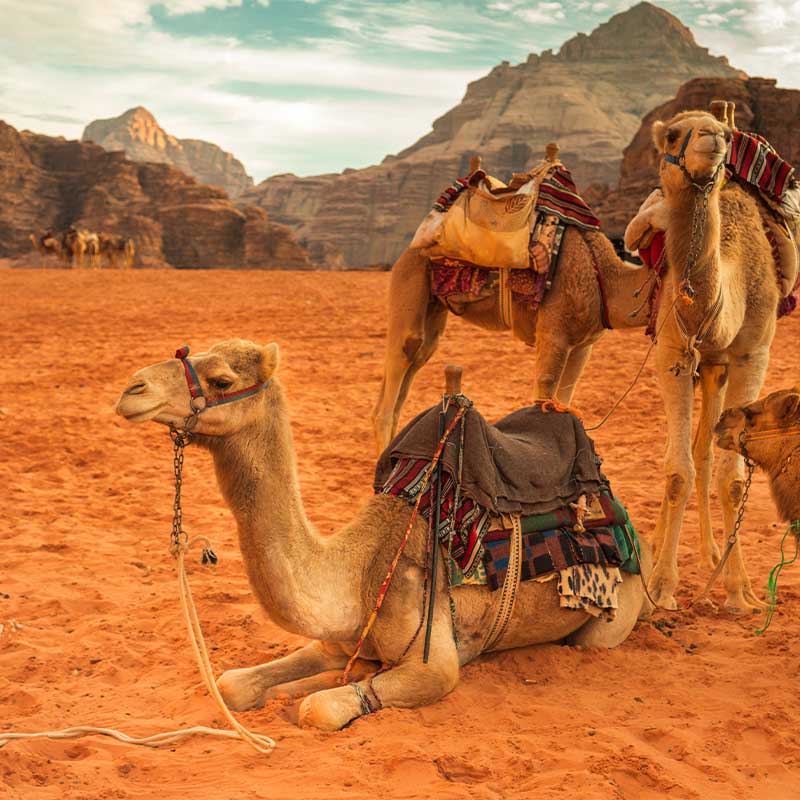 wadi-rum-cammelli riproduzione di nave vichinga che naviga in norvegia
